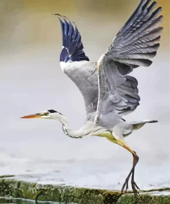 Heron Bird Flying Paint By Numbers