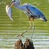 Heron Eating Paint By Numbers