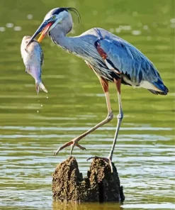 Heron Eating Paint By Numbers