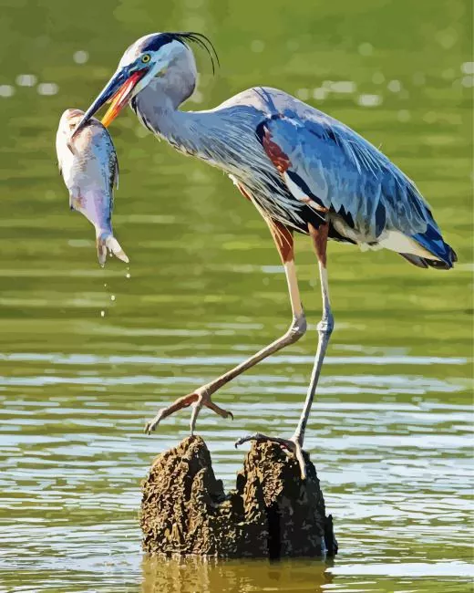 heron eating fish paint by number Heron Eating Paint By Numbers