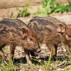 Hog Baby Animal Paint By Numbers