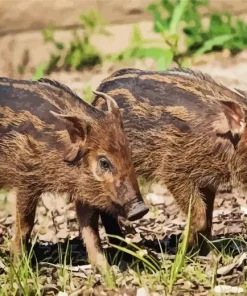 Hog Baby Animal Paint By Numbers