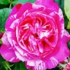 Pink Heirloom Rose Paint By Numbers