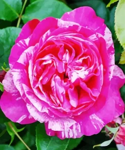 Pink Heirloom Rose Paint By Numbers