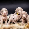 Weimaraner Puppies Paint By Numbers