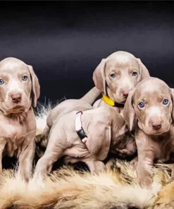 Weimaraner Puppies Paint By Numbers