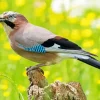 Eurasian Jay Bird Paint By Numbers