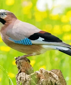 Eurasian Jay Bird Paint By Numbers