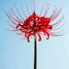 Red Spider Lily Paint By Numbers