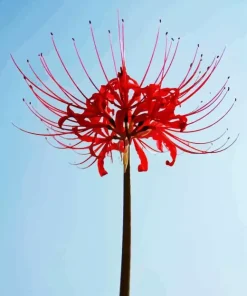 Red Spider Lily Paint By Numbers
