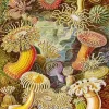 Actiniae Ernst Haeckel Paint By Numbers