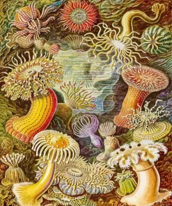 Actiniae Ernst Haeckel Paint By Numbers