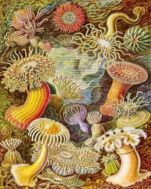actiniae by ernst haeckel paint by numbers Actiniae Ernst Haeckel Paint By Numbers
