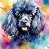 Black Poodle Paint By Numbers