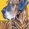 Aesthetic Brindle Paint By Numbers