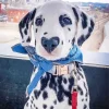 Dog Heart Nose Paint By Numbers