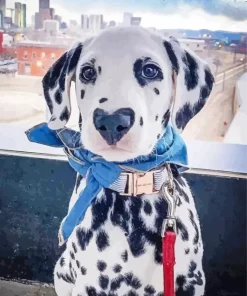 Dog Heart Nose Paint By Numbers