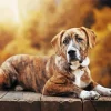 Brindle Art Paint By Numbers