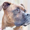 Brindle Dog Paint By Numbers