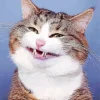 Cat Smiling Paint By Numbers