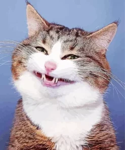 Cat Smiling Paint By Numbers