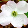 Flowering Dogwood Paint By Numbers