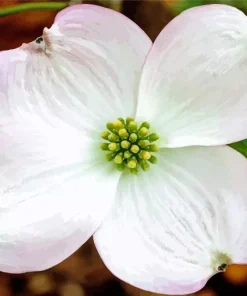 Flowering Dogwood Paint By Numbers