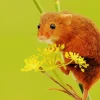 Eurasian Harvest Mouse Paint By Numbers