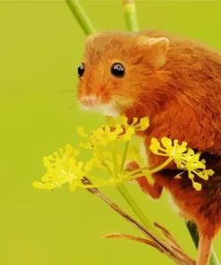 Eurasian Harvest Mouse Paint By Numbers