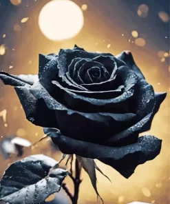 Black Rose Paint By Numbers