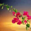 Bougainvillea Branch Paint By Numbers