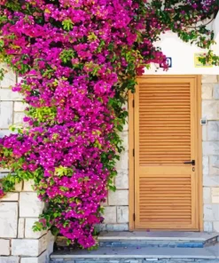 Bougainvillea Front Door Paint By Numbers