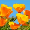 California Poppies Paint By Numbers