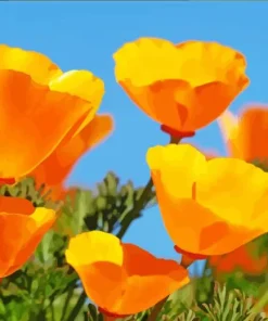 California Poppies Paint By Numbers