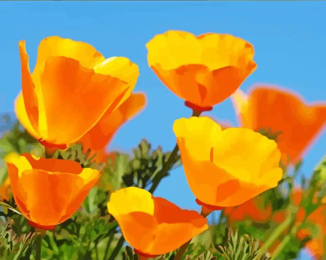 california poppies paint by numbers California Poppies Paint By Numbers