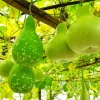 Gourd Flowering Plant Paint By Numbers