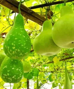 Gourd Flowering Plant Paint By Numbers