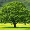Oak Tree Paint By Numbers