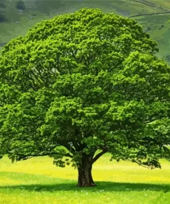 Oak Tree Paint By Numbers
