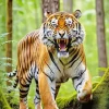 Tiger Roaring Paint By Numbers