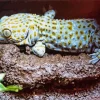Tokay Gecko Paint By Numbers