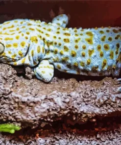 Tokay Gecko Paint By Numbers