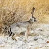 Black Tailed Jackrabbit Paint By Numbers
