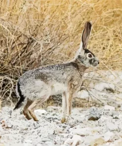 Black Tailed Jackrabbit Paint By Numbers