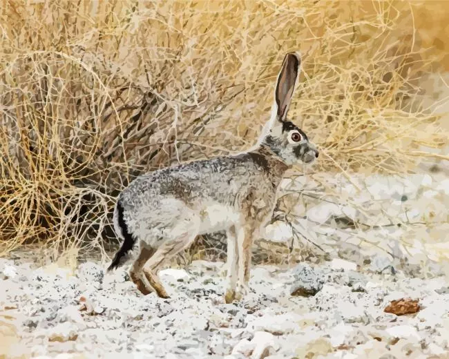 Black tailed jackrabbit paint by number Black Tailed Jackrabbit Paint By Numbers