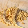Barley Grain Paint By Numbers