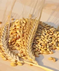 Barley Grain Paint By Numbers