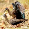 Black And Red Ibis Paint By Numbers