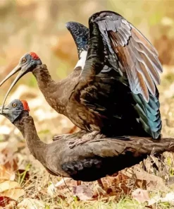 Black And Red Ibis Paint By Numbers