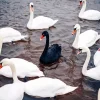 Black And White Swans Paint By Numbers